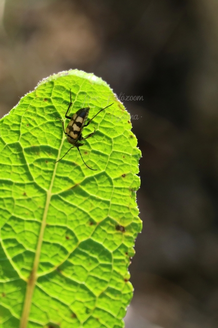 Pachytodes erraticus - rajzos virágcincér
