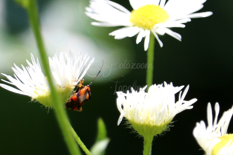 Deraeocoris ruber - vöröses mezeipoloska