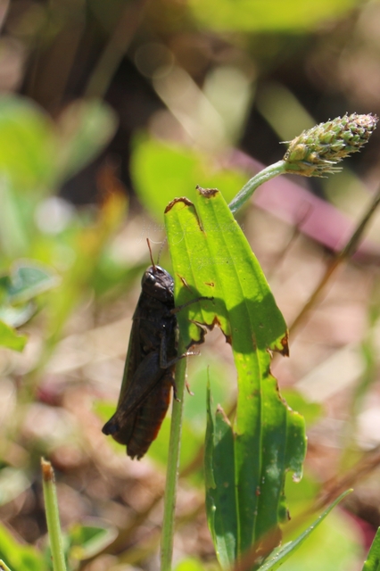 Omocestus