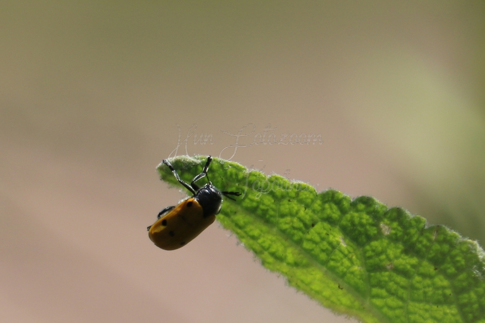 Lachnaia sexpunctata - szőrösnyakú zsákhordóbogár