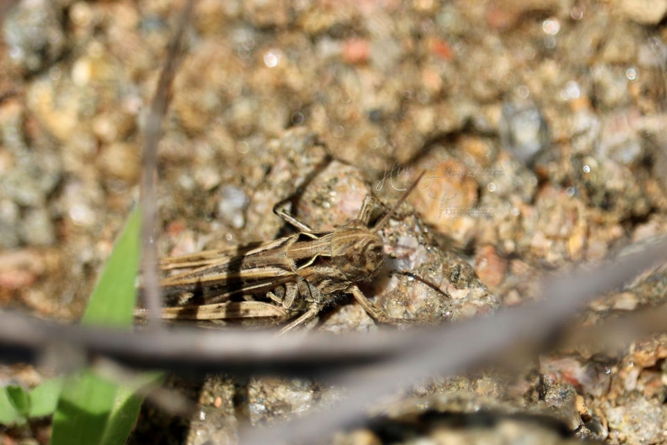 Chorthippus (Glyptobothrus) (subgenus)