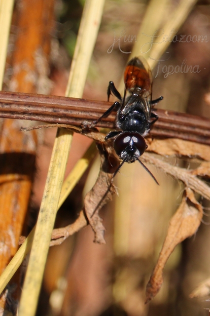 Astata