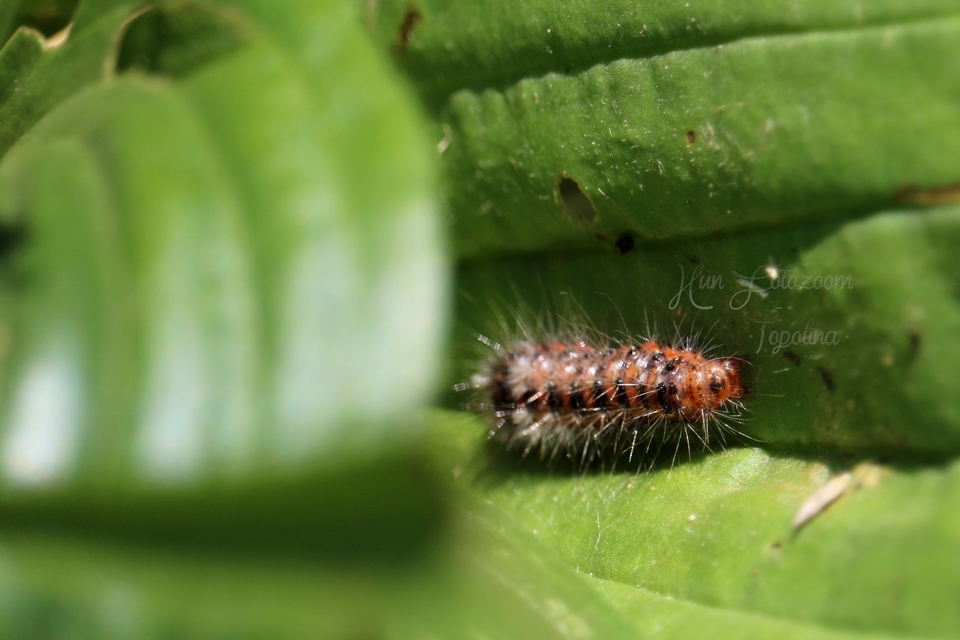 Acronicta rumicis - sóska-szigonyosbagoly