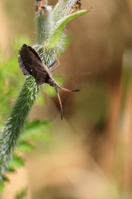 Enoplops scapha - feketés karimáspoloska