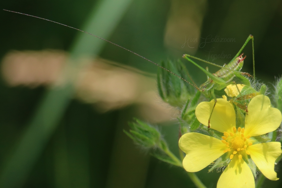 Leptophyes albovittata - közönséges virágszöcske