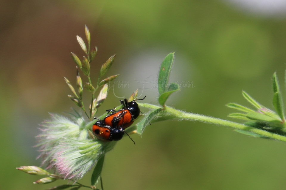 Cryptocephalus bipunctatus - kétpettyes zömökbogár