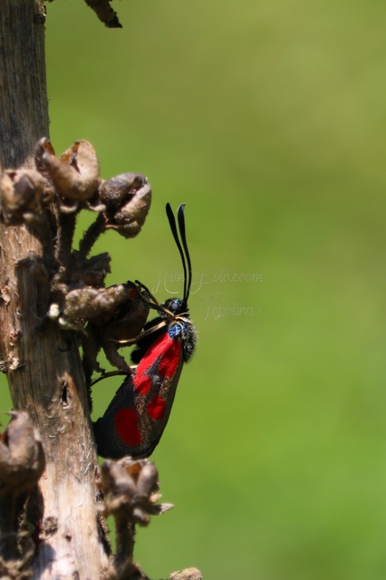 Zygaena loti - közönséges csüngőlepke