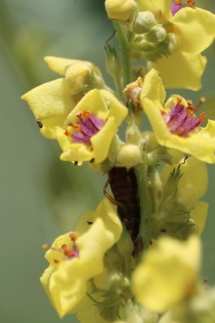 Forficula auricularia - közönséges fülbemászó