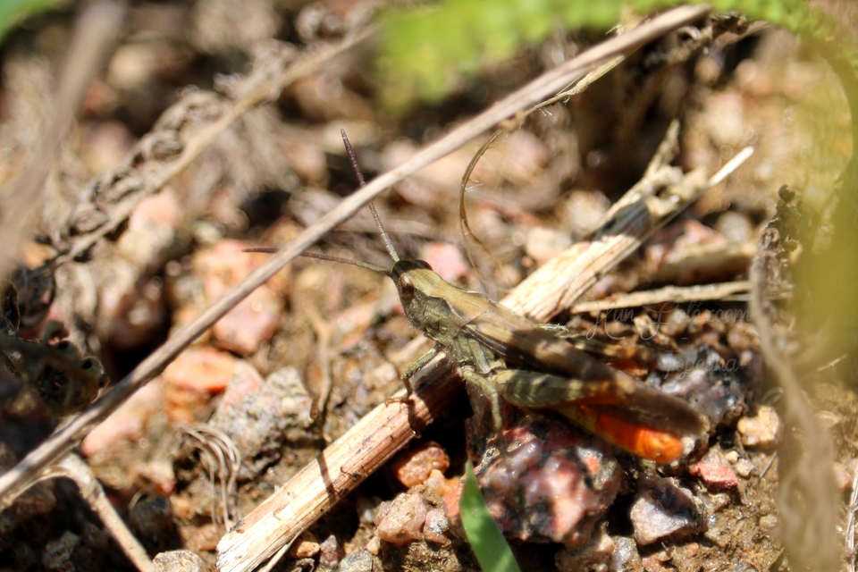Chorthippus brunneus - közönséges tarlósáska