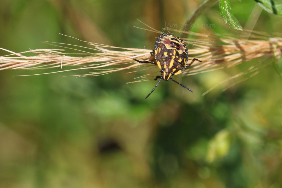 Carpocoris