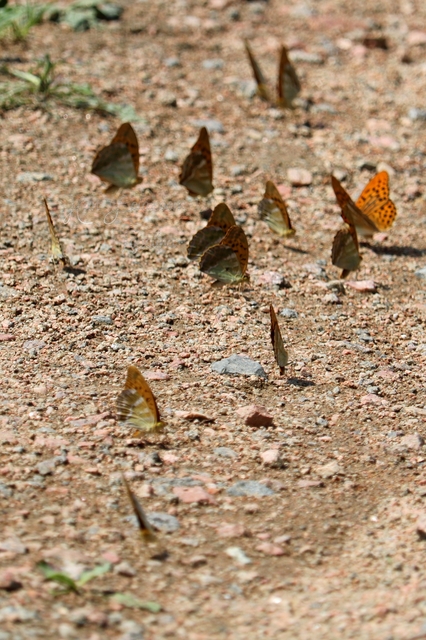 Argynnis paphia - nagy gyöngyházlepke
