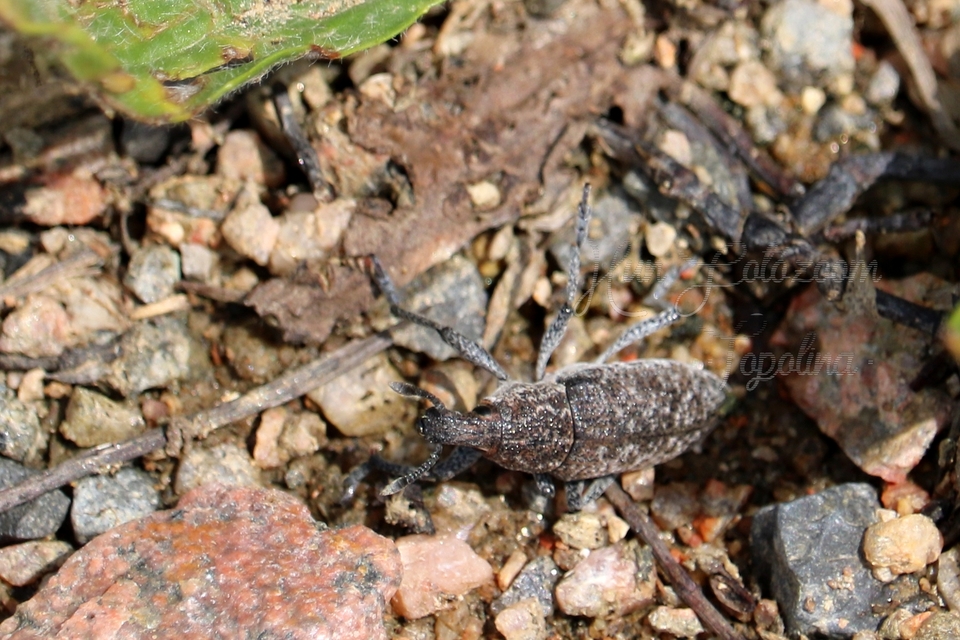 Rhabdorrhynchus echii - kígyósziszbarkó