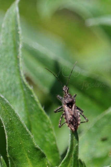 Coranus