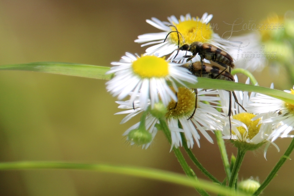 Pachytodes erraticus - rajzos virágcincér
