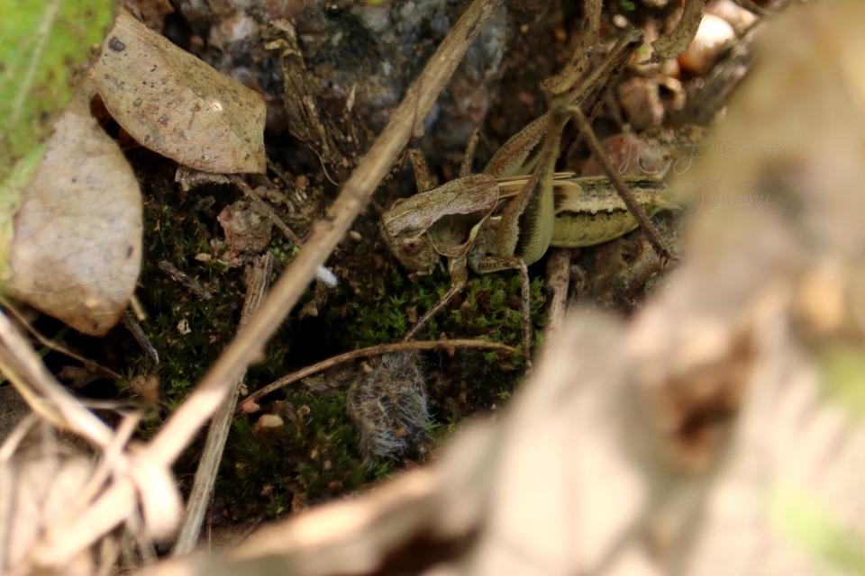 Platycleis grisea - szürke rétiszöcske
