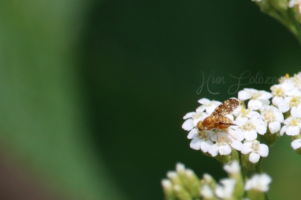 Tephritidae - fúrólégyfélék