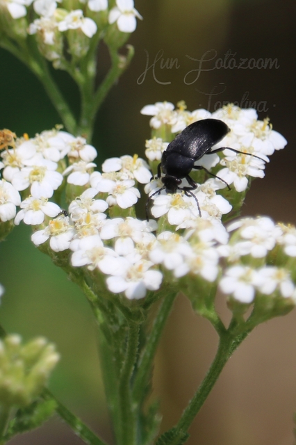 Podonta nigrita - szerecsenbogár