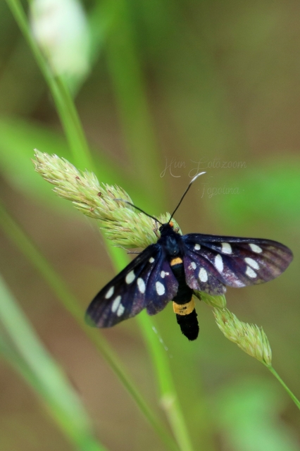 Amata phegea - fehérpettyes álcsüngőlepke