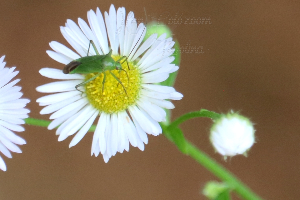 Calocoris affinis