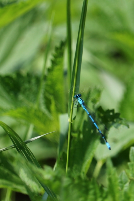 Coenagrion puella - azúrkék légivadász