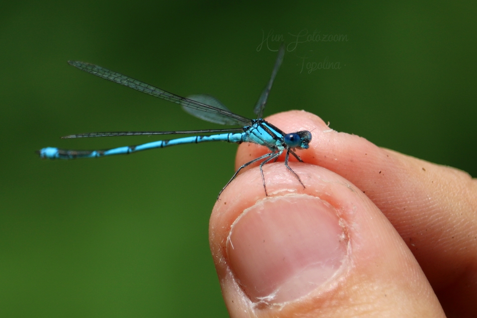 Erythromma lindenii - kékszemű légivadász