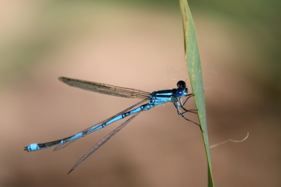 Erythromma lindenii - kékszemű légivadász