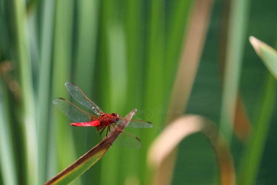 Crocothemis erythraea - skarlát szitakötő