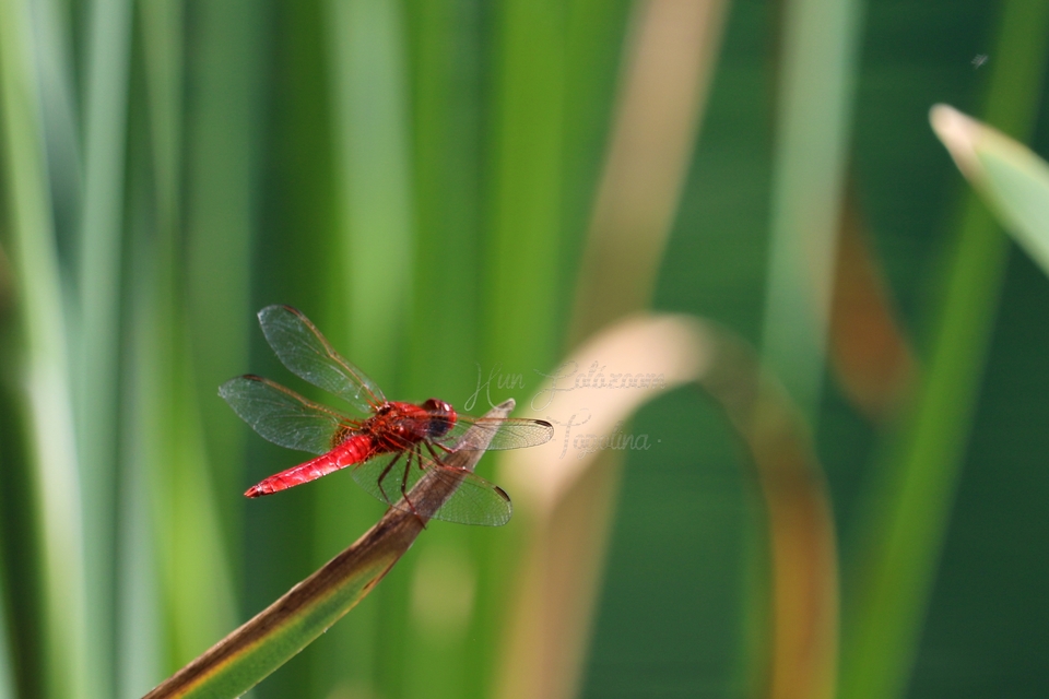 Crocothemis erythraea - skarlát szitakötő