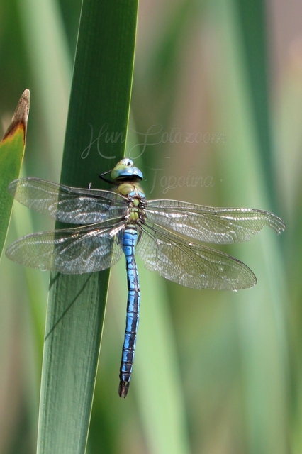 Anax imperator - zöld óriásacsa