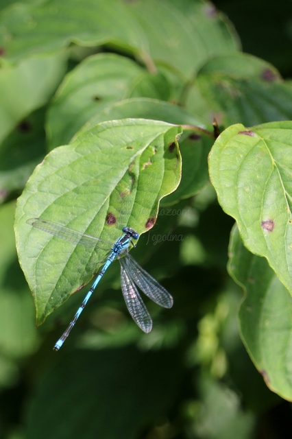Erythromma lindenii - kékszemű légivadász