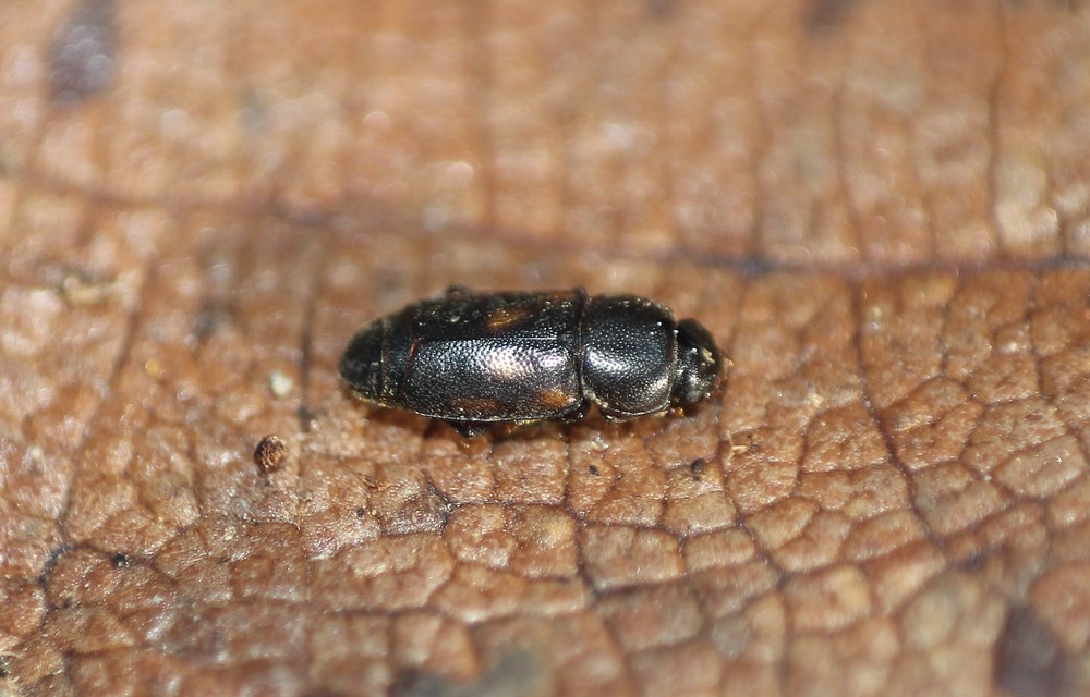 Carpophilus sexpustulatus - hatjegyes gyümölcs-fénybogár Carpophilus sexpustulatus - hatjegyes gyümölcs-fénybogár