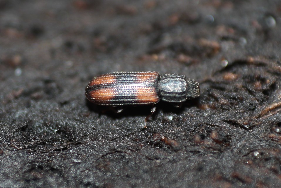 Bitoma crenata - szalagos héjbogár