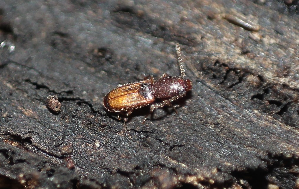 Laemophloeidae - szegélyeslapbogár-félék
