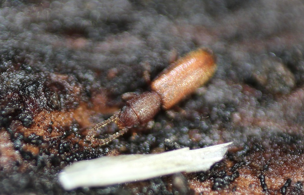 Silvanus unidentatus - rozsdás fogasnyakú-lapbogár