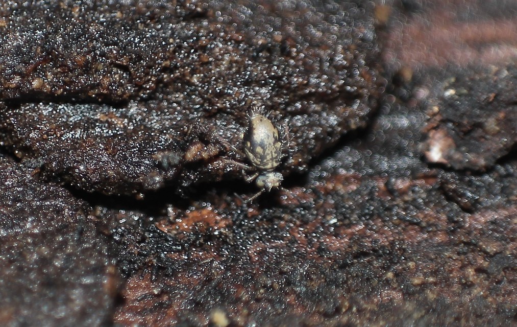 Collembola - Ugróvillások