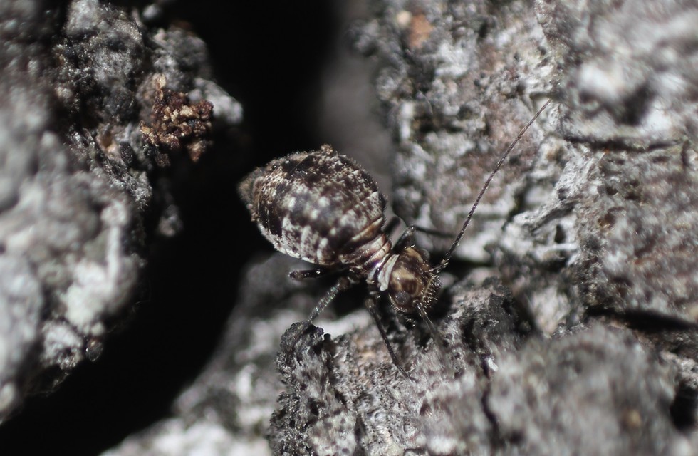 Psocoptera - Fürgetetvek