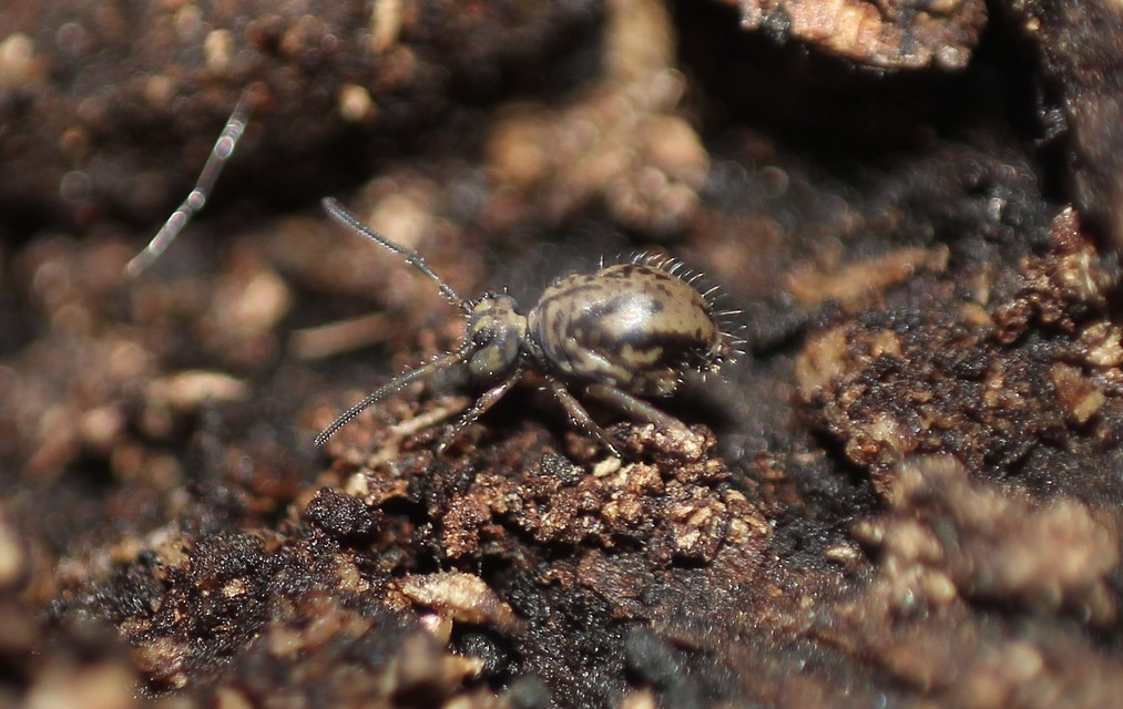 Collembola - Ugróvillások