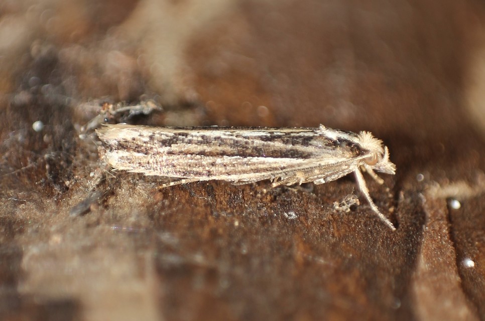 Ypsolopha ustella - csíkos tarkamoly