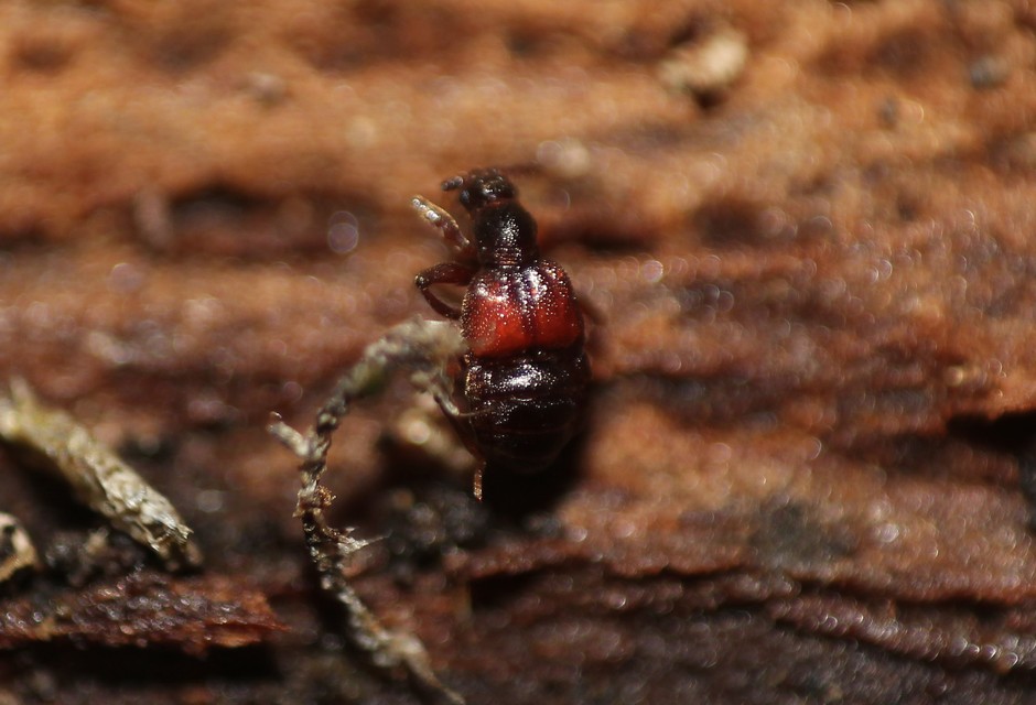 Tyrus mucronatus mucronatus