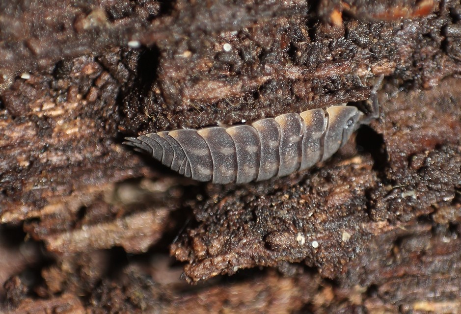 Trachelipus ratzeburgii - lebenyes ászka