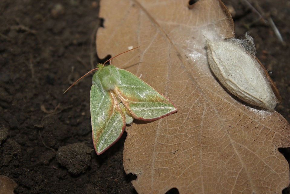 Pseudoips prasinana - bükkfa-zöldbagoly