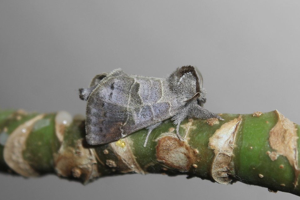 Clostera pigra - apró levélszövő