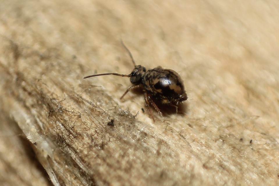Collembola - Ugróvillások