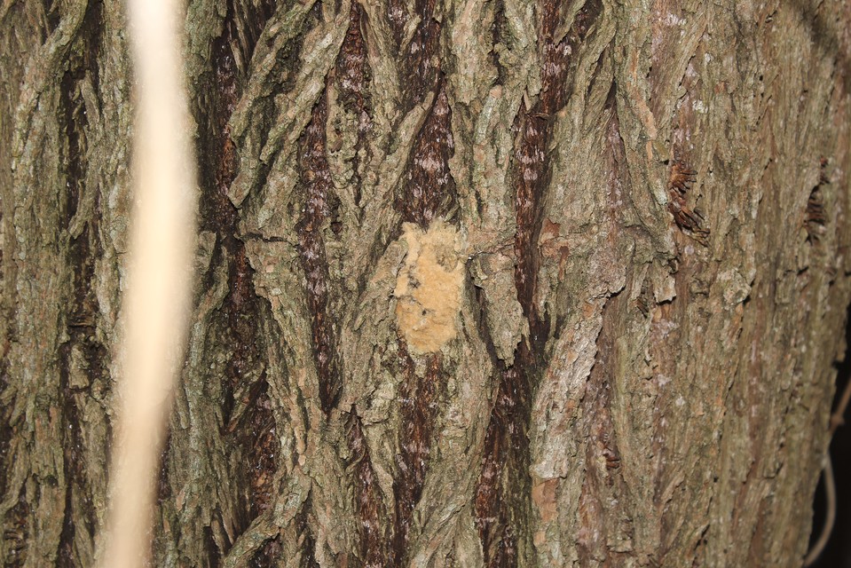 Lymantria dispar - gyapjaslepke