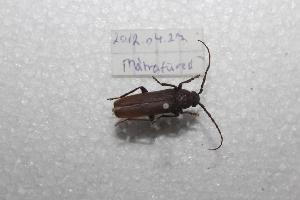 Arhopalus rusticus - gödrösnyakú cincér