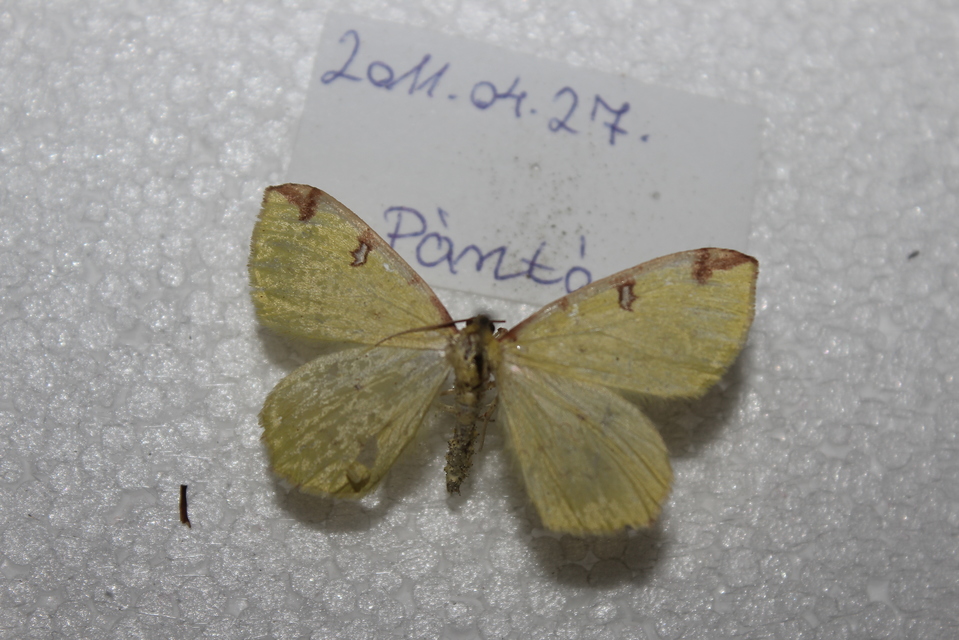 Opisthograptis luteolata - citromsárga araszoló