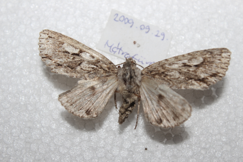 Meganephria bimaculosa - kétfoltos szilbagoly