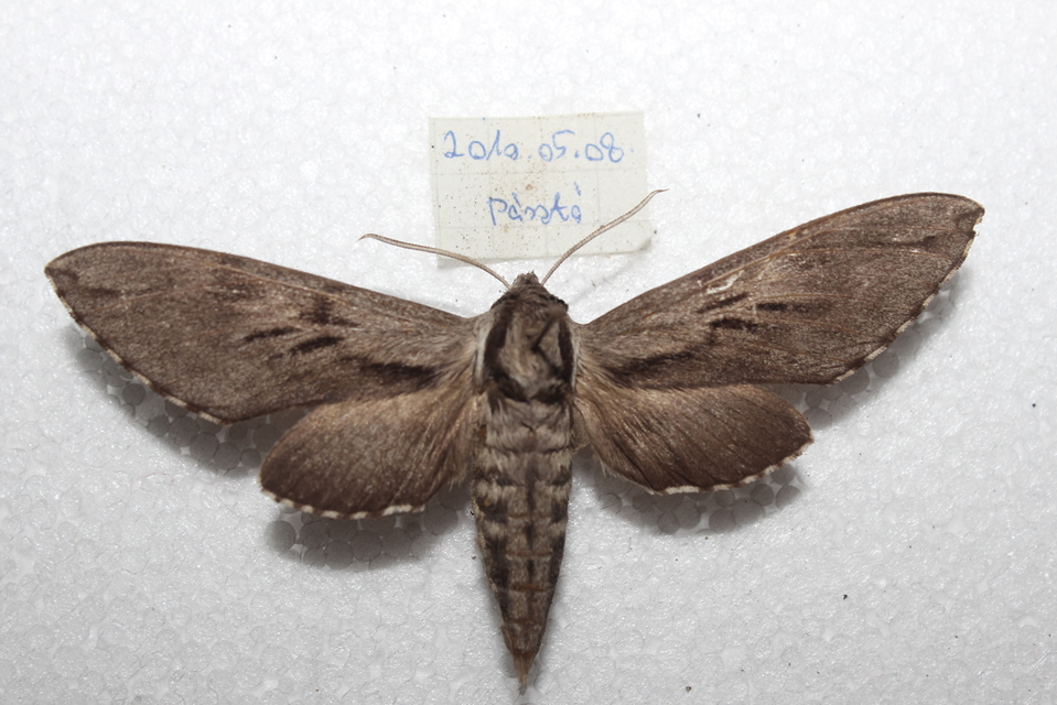 Hyloicus pinastri - fenyőszender