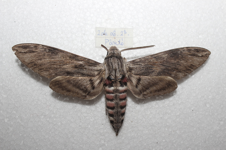 Agrius convolvuli - szulákszender