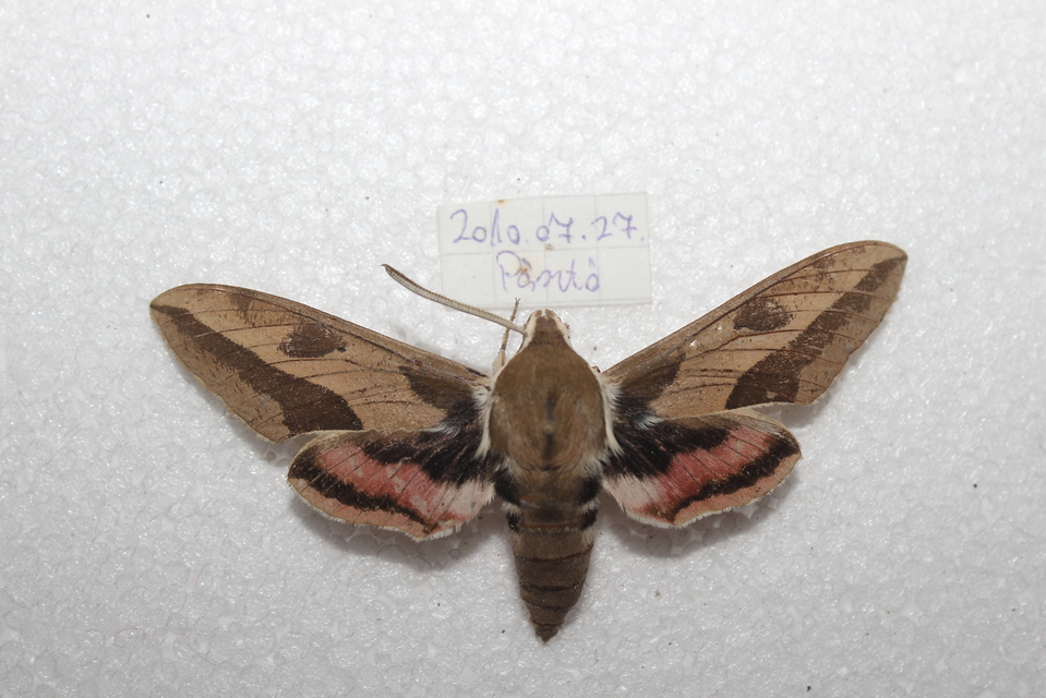 Hyles euphorbiae - kutyatejszender